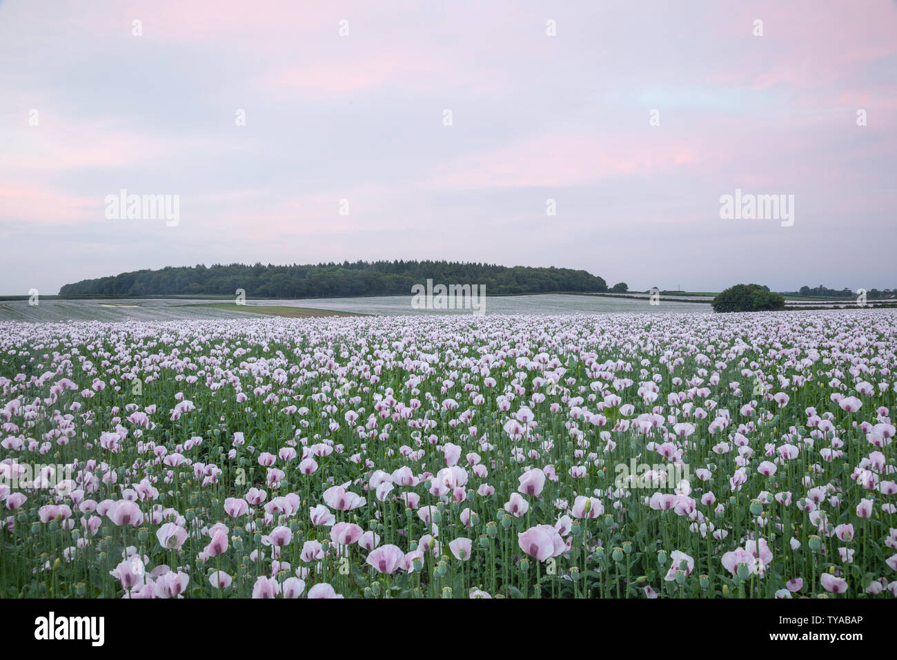 Ces coquelicots roses sont cultivées sous licence pour l'usage médical. Les délicates fleurs sont habituellement à leur meilleur pour quelques jours Banque D'Images