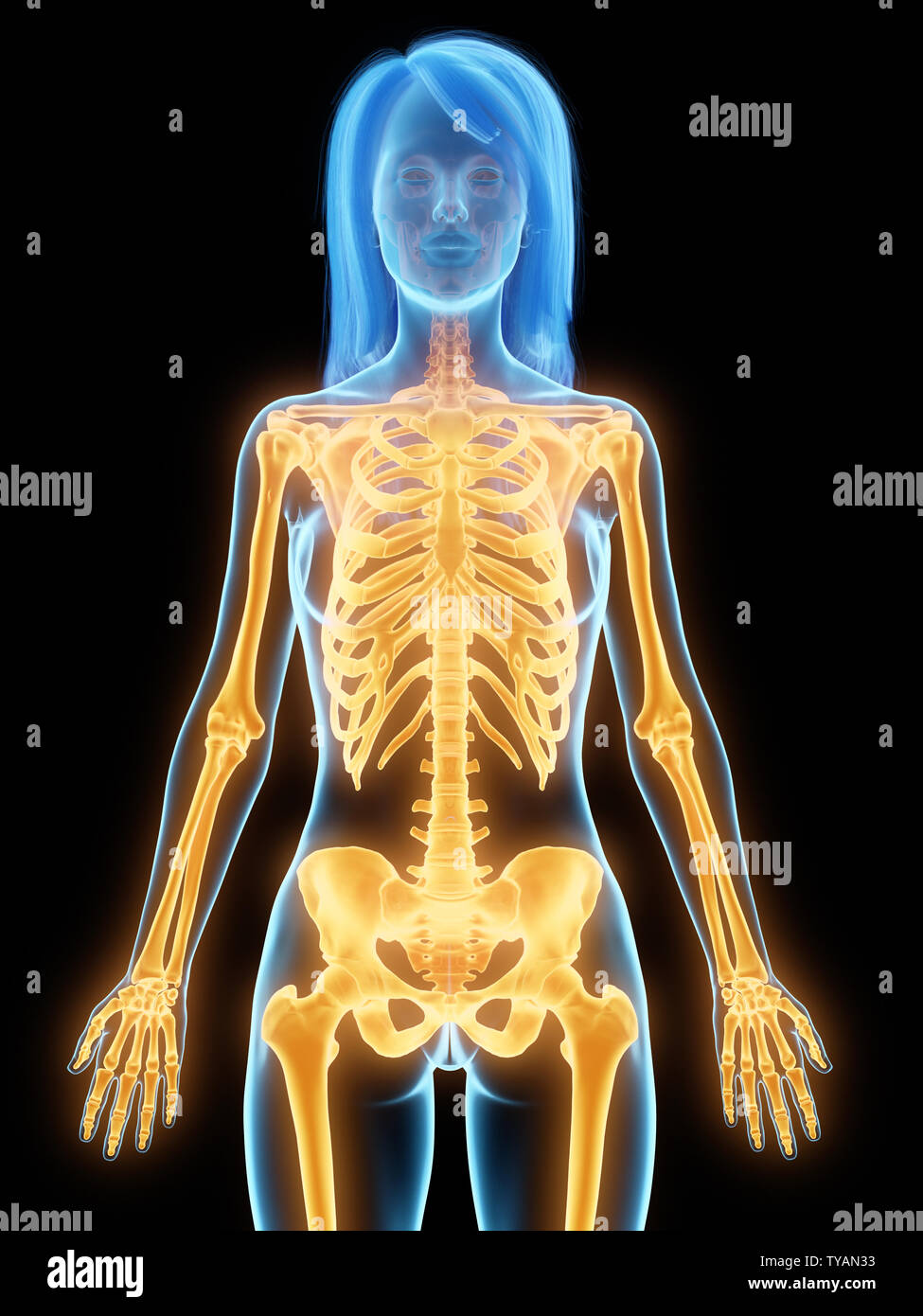 Médicalement en rendu 3d illustration de l'exacte female skeleton Banque D'Images