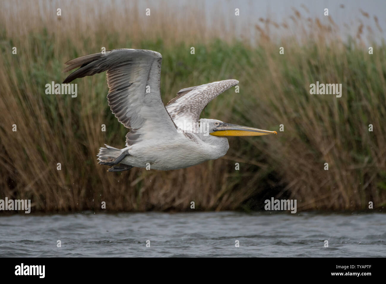 Close up of a isolé, abri de vol de pélicans blancs dans la nature- Delta du Danube en Roumanie Banque D'Images