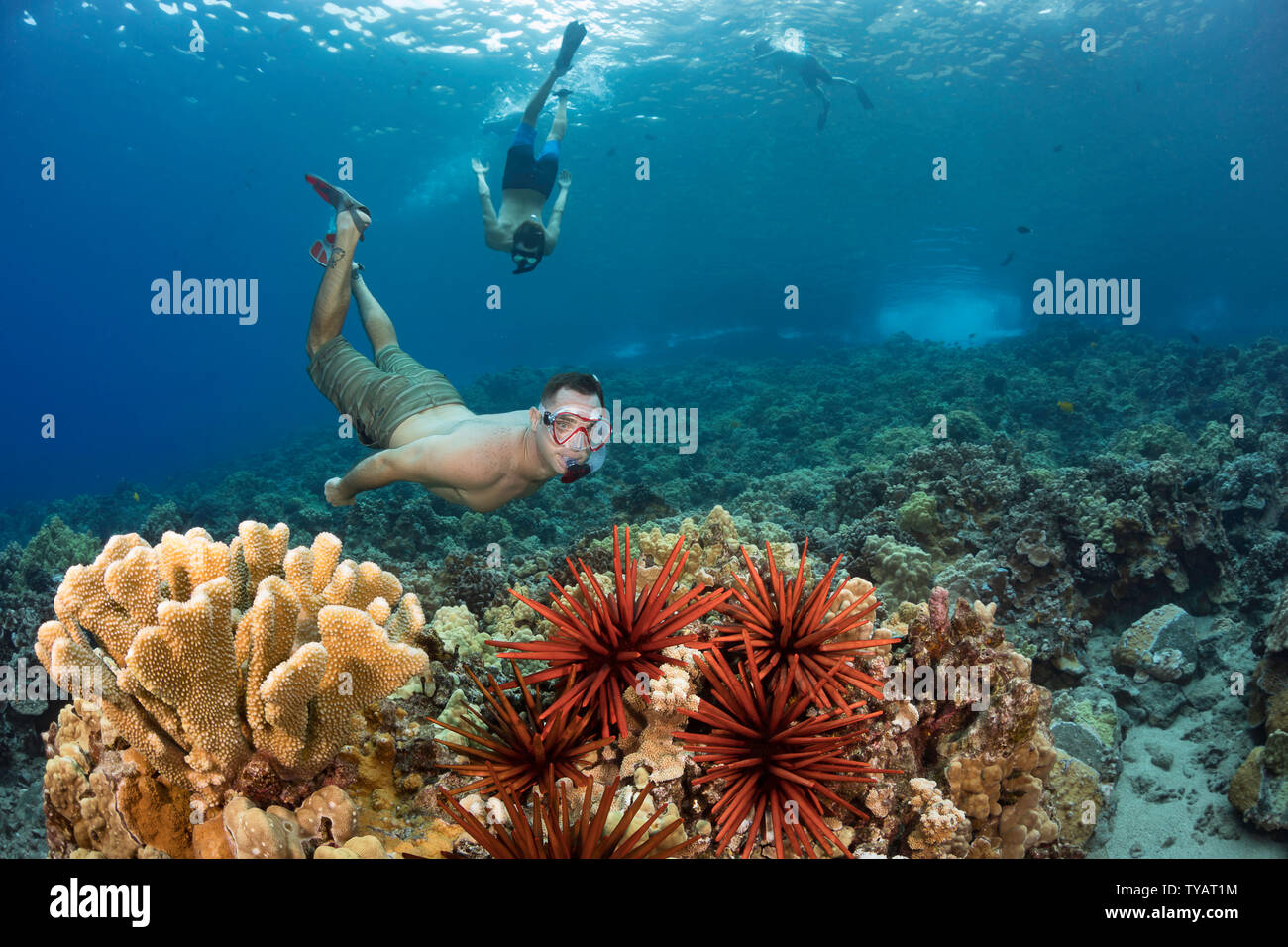 Deux hommes (MR) plongée libre sur un récif de corail dur hawaïen avec des oursins, crayon Heterocentrotus mammillatus, New York. Banque D'Images