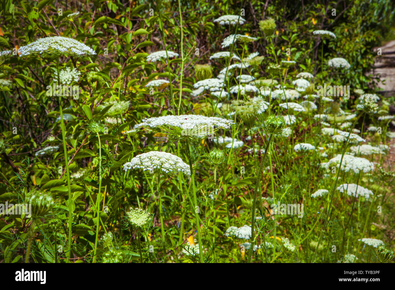 Cowbane, Victorin, le nord de Victorin (Cicuta virosa, Selinum virosum), blooming, Allemagne Banque D'Images