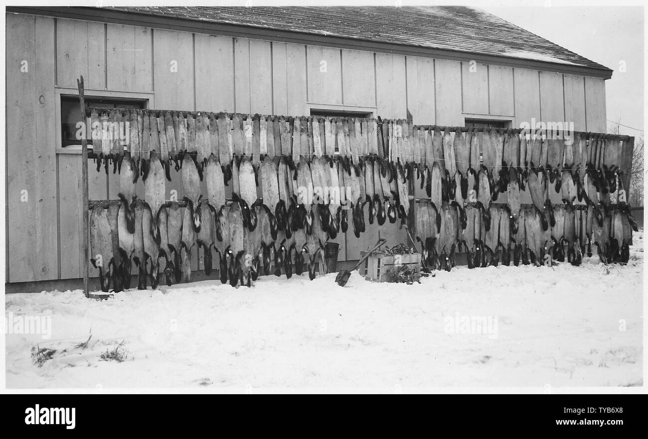 Peaux. Le Lac Mud NWR, Minnesota ; Portée et contenu : plusieurs centaines de peaux d'une armoire. (Avis : presque 150) Banque D'Images