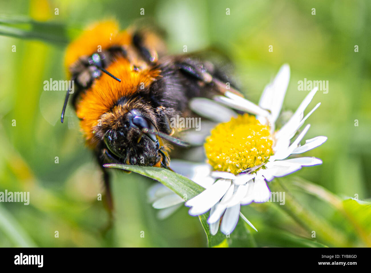 Les bourdons (Bombus hypnorum arbre) Banque D'Images