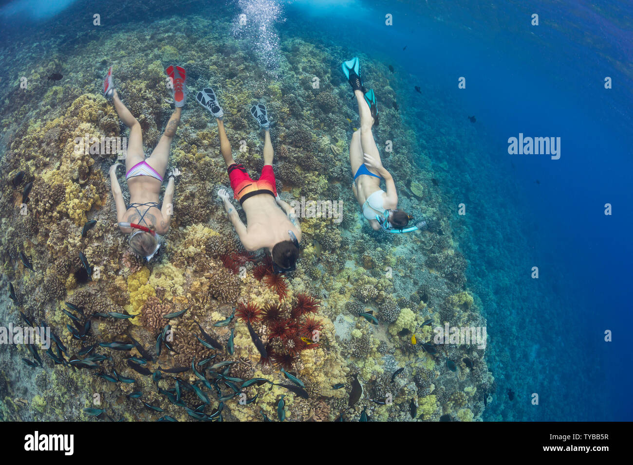 L'oursin crayon Heterocentrotus mammillatus, la couleur, les coraux durs dans cette Hawaiian reef scène avec trois plongeurs (MR) à Molokini Marin Banque D'Images