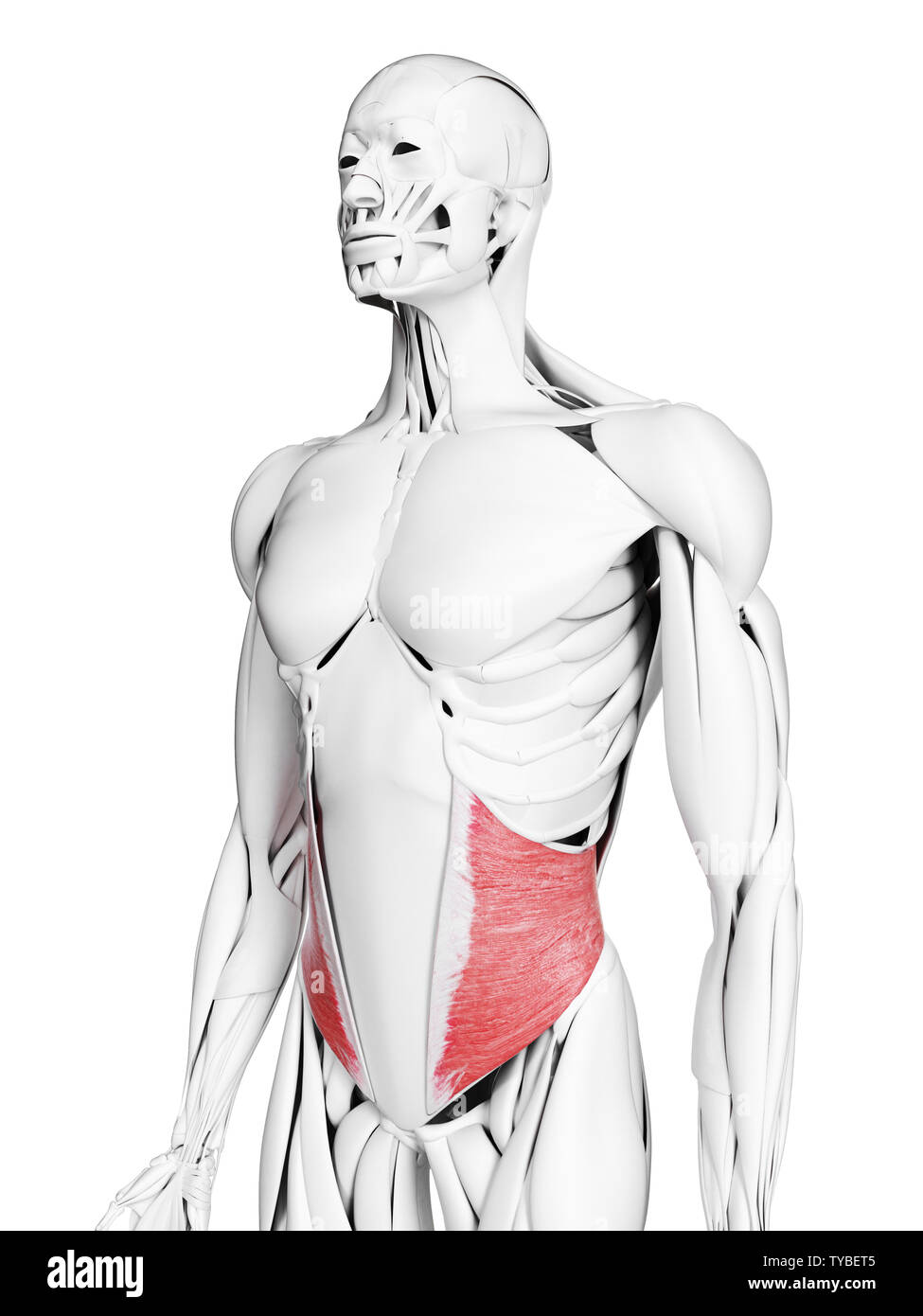 Médicalement en rendu 3d illustration de l'exacte muscle oblique interne Banque D'Images