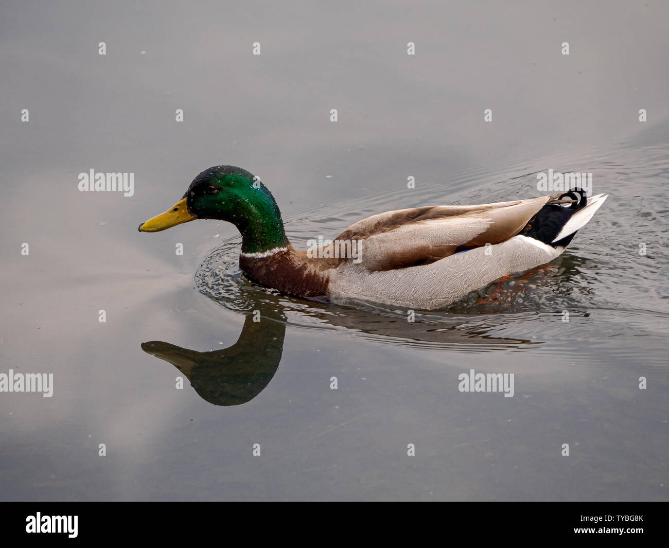 Un Drake mallard (Anas platyrhynchos) dans le quartier londonien de Richmond Park. Banque D'Images