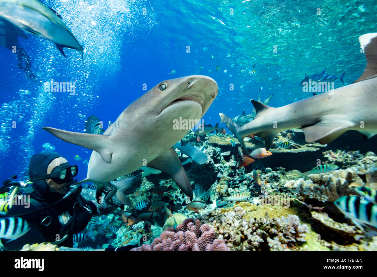 Requins Whitetip, Triaenodon obesus, et divers poissons de récif foule le haut d'un récif fidjien lors d'un shark feeding dans le lagon de Beqa, Fidji. Banque D'Images
