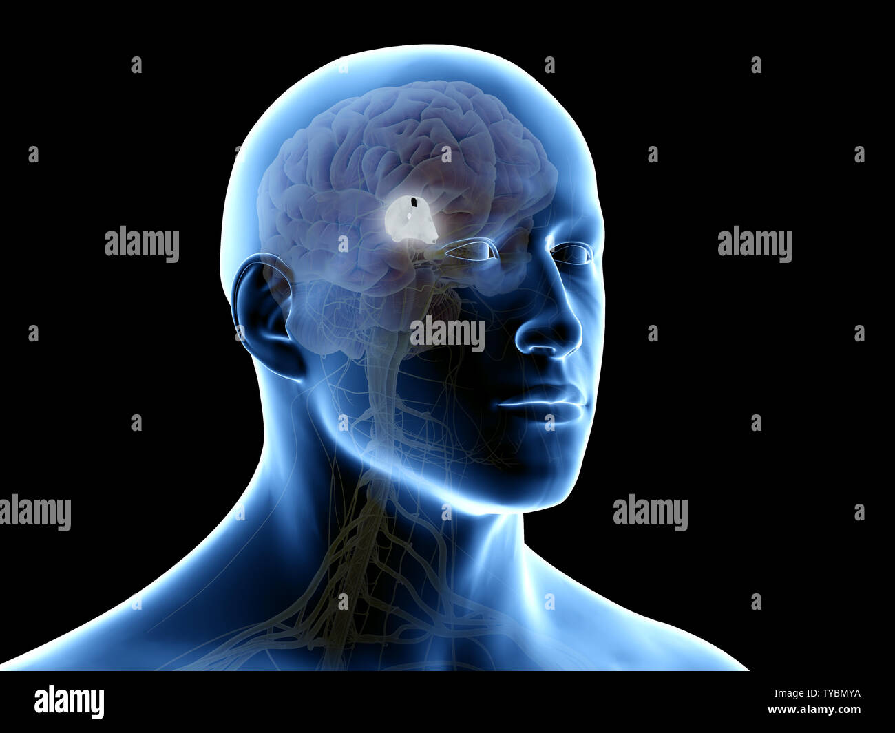 Rendu 3D précis médicalement illustration de la troisième ventricule Banque D'Images