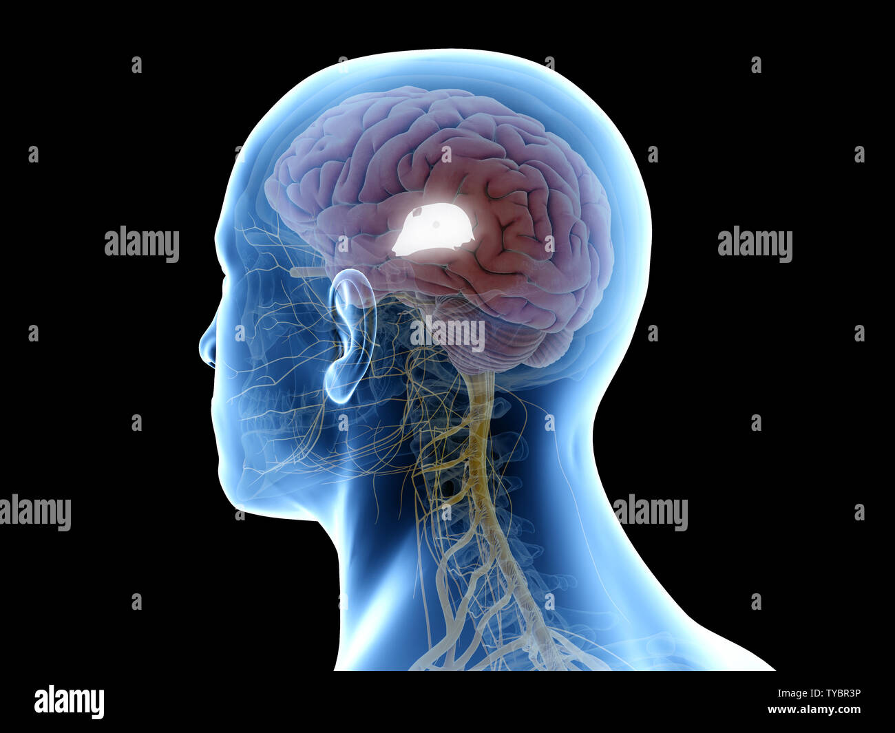 Rendu 3D précis médicalement illustration de la troisième ventricule, Banque D'Images