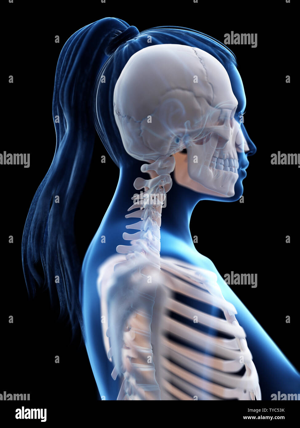 Rendu 3D précis médicalement illustration d'un cou squelettique womans Banque D'Images