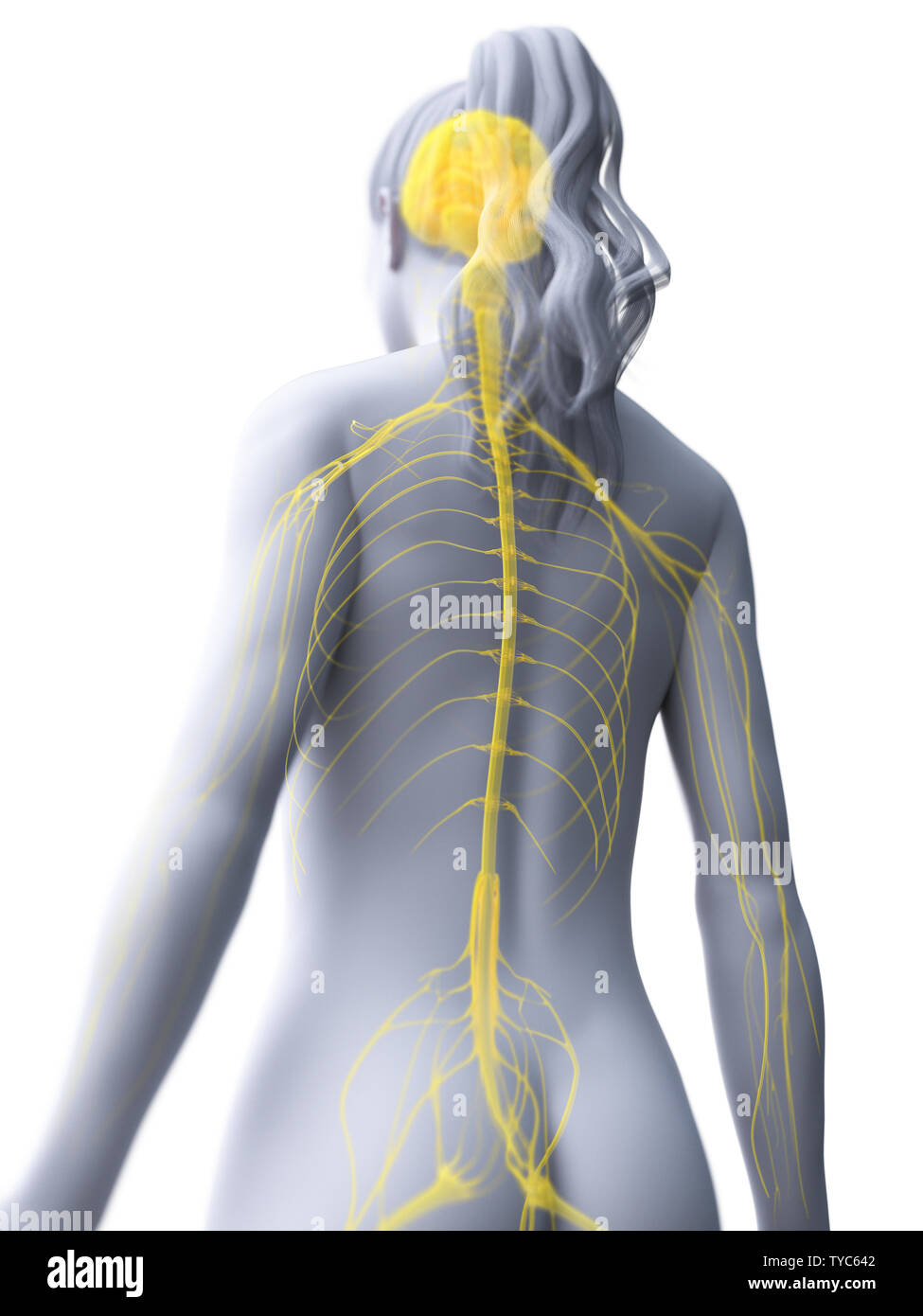 Médicalement en rendu 3d illustration d'un précise du cerveau et du système nerveux de womans Banque D'Images