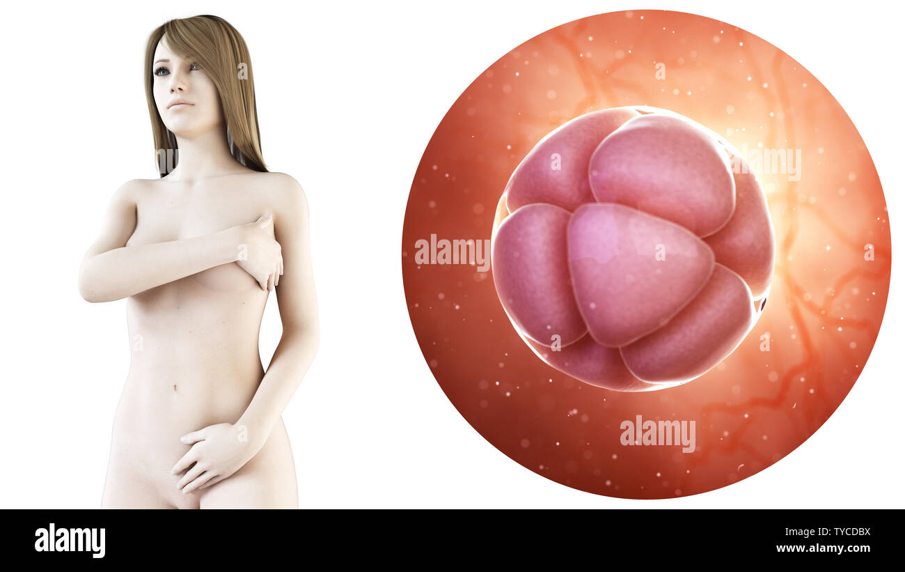 Médicalement en rendu 3d illustration exacte d'une femme enceinte, l'embryon à 8 cellules Banque D'Images