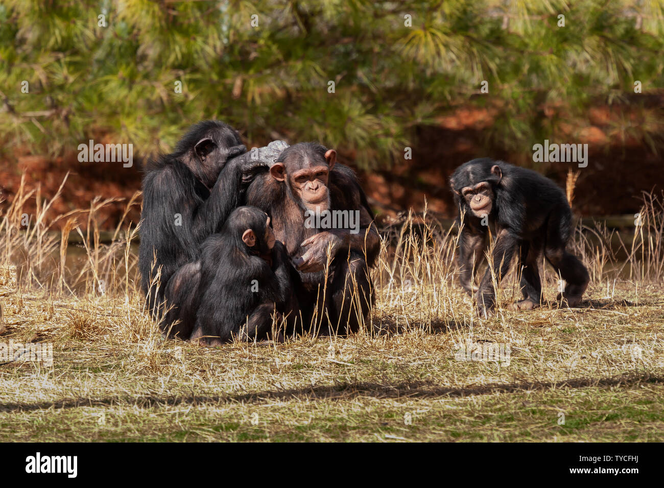 Les chimpanzés au Richmond Metro Zoo - circa 2012. Banque D'Images