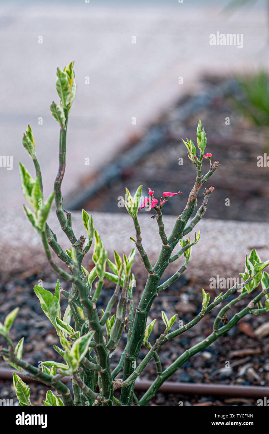 Euphorbia tithymaloides (Devil's backbone), photographié à Tel Aviv, Israël en mai Banque D'Images