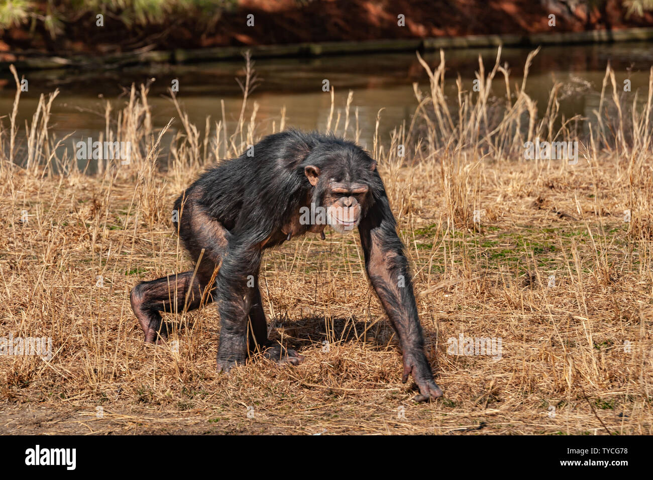 Les chimpanzés au Richmond Metro Zoo - circa 2012. Banque D'Images