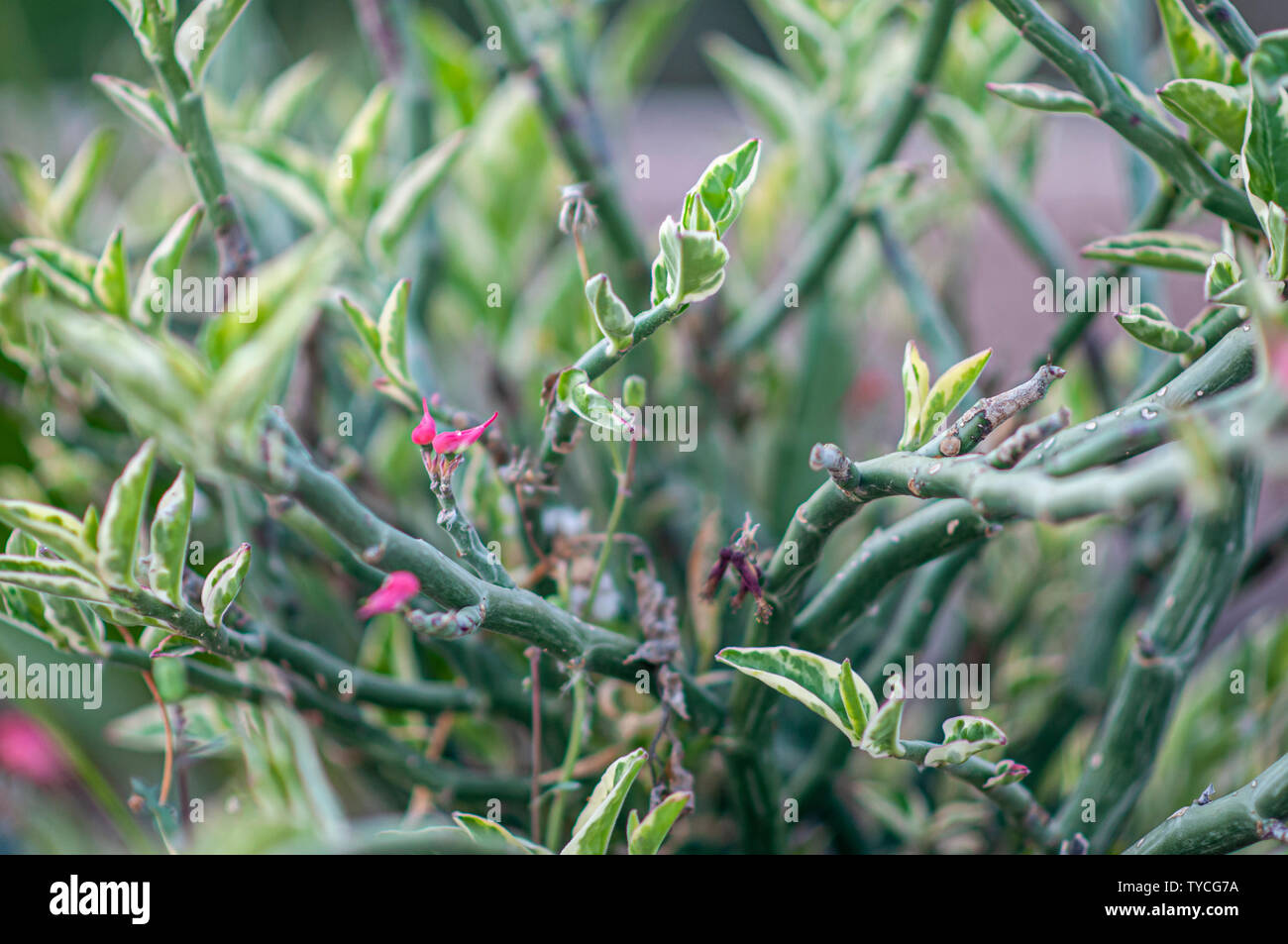 Euphorbia tithymaloides (Devil's backbone), photographié à Tel Aviv, Israël en mai Banque D'Images