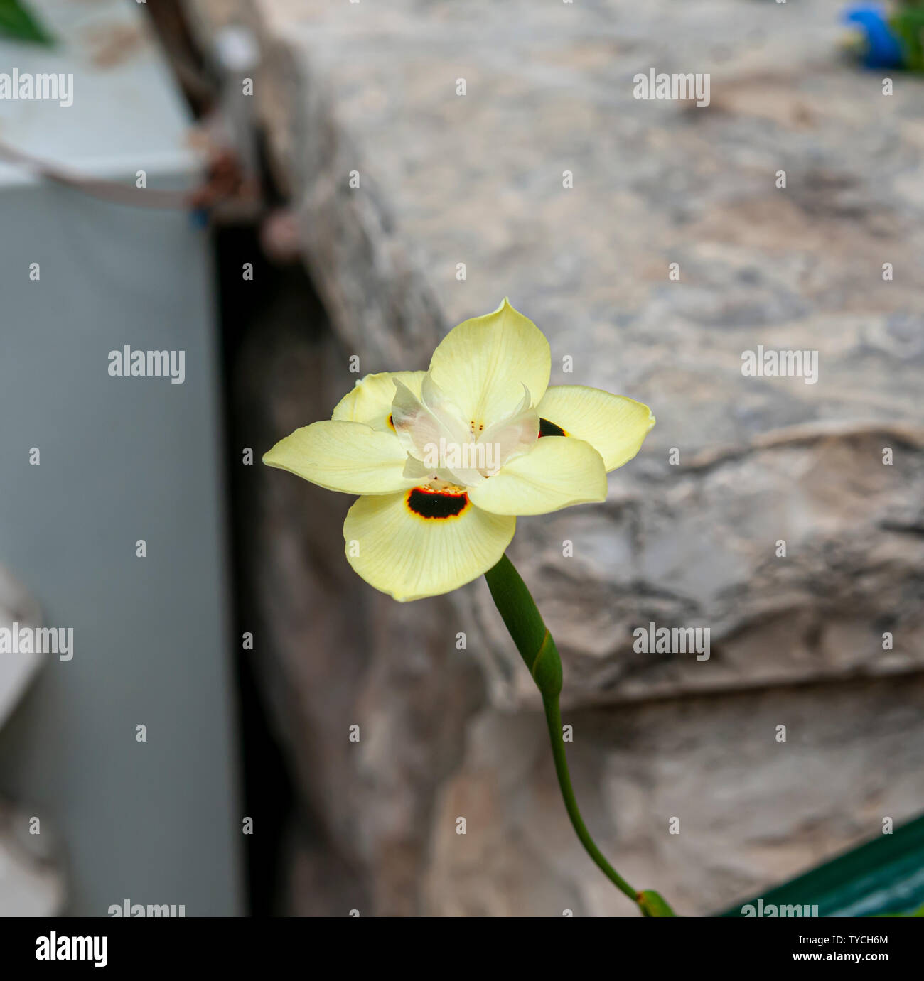 Dietes bicolor (diversement appelé iris africains ou les 15 jours lily) est une touffe rhizomateuse formant des plantes vivaces avec l'épée longue-comme partie vert pâle Banque D'Images