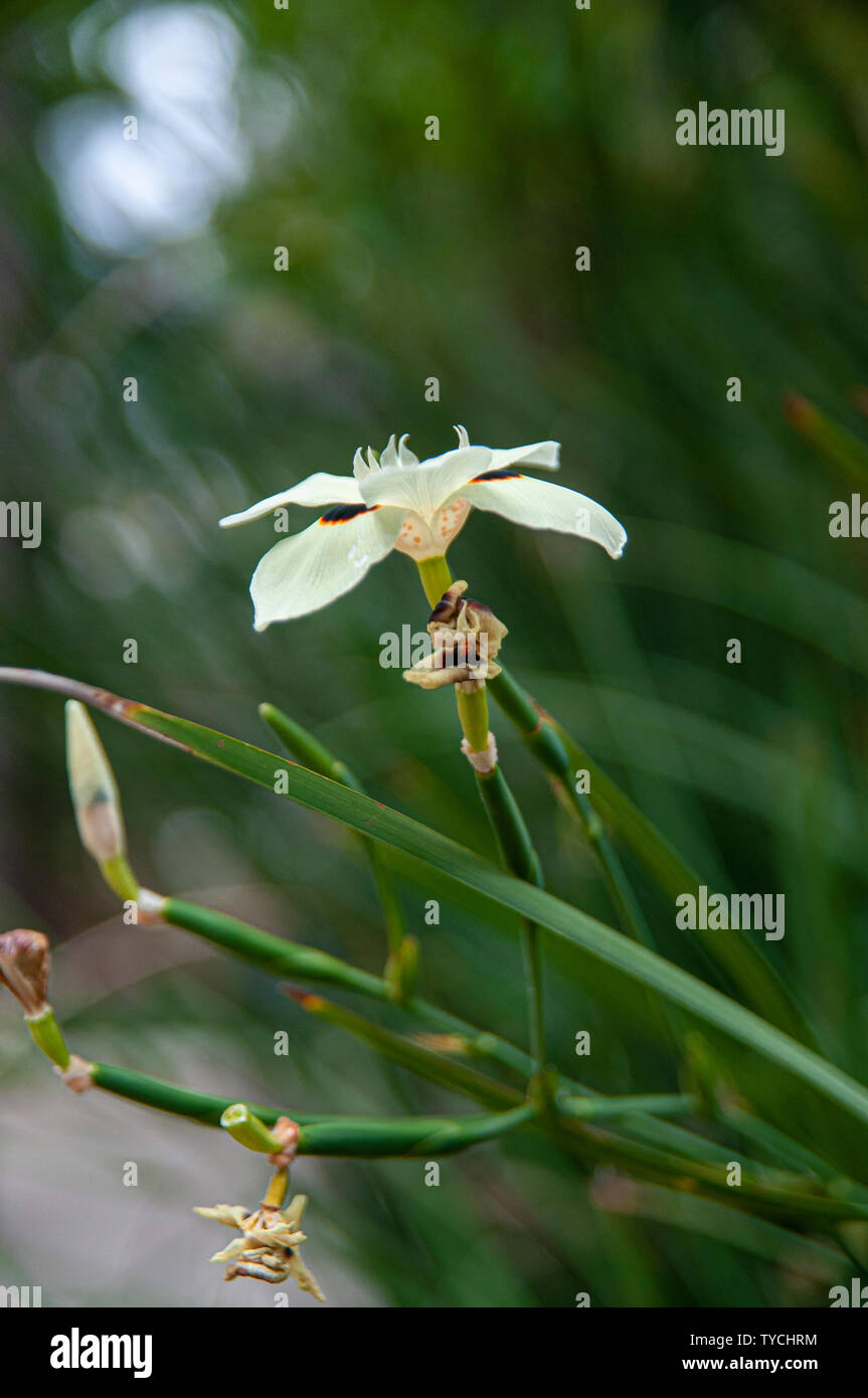 Dietes bicolor (diversement appelé iris africains ou les 15 jours lily) est une touffe rhizomateuse formant des plantes vivaces avec l'épée longue-comme partie vert pâle Banque D'Images