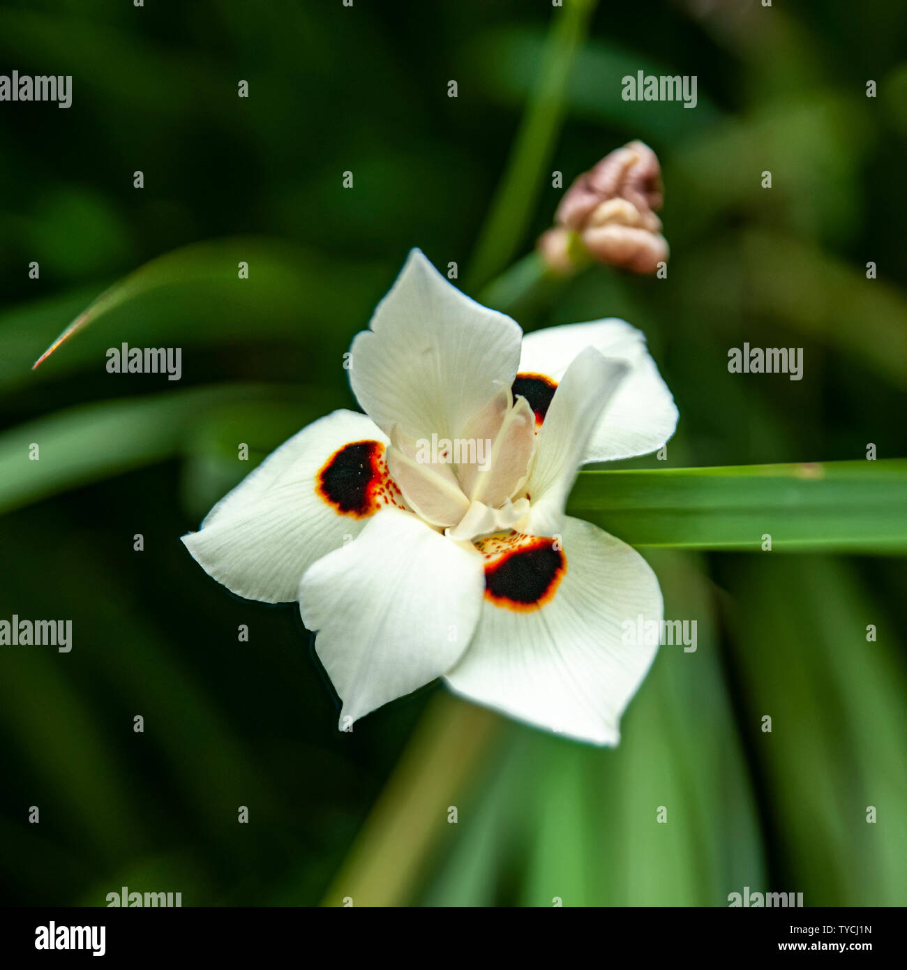 Dietes bicolor (diversement appelé iris africains ou les 15 jours lily) est une touffe rhizomateuse formant des plantes vivaces avec l'épée longue-comme partie vert pâle Banque D'Images