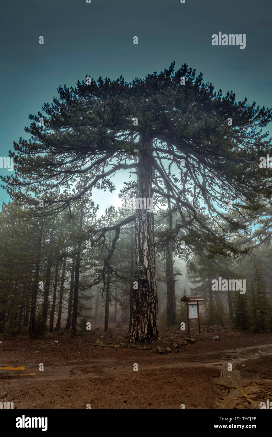 Schwarzkiefern (Pinus nigra subsp. pallasiana), Troodos-Gebirge, Zypern Banque D'Images