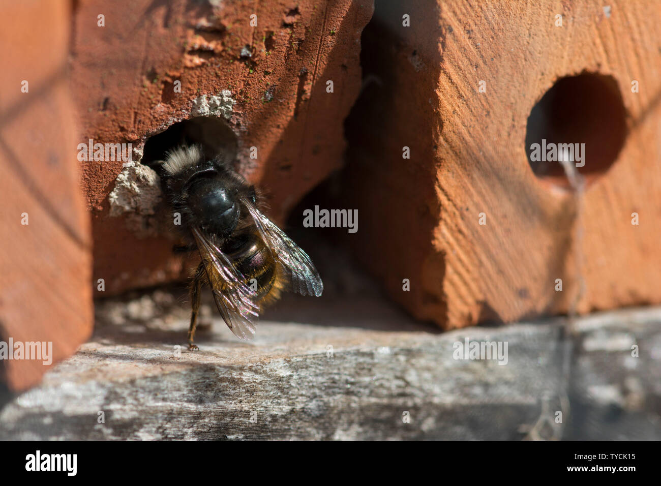 L'abeille maçonne, région Hohenlohe, Bade-Wurtemberg, Allemagne, Heilbronn-Franconia, (osmia cornuta) Banque D'Images