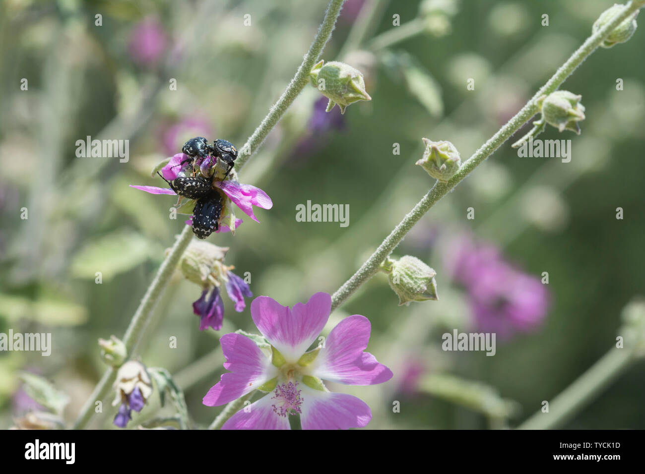 Chafer beetle fleur, Crète, Grèce, Europe, (Oxythyrea funesta) Banque D'Images