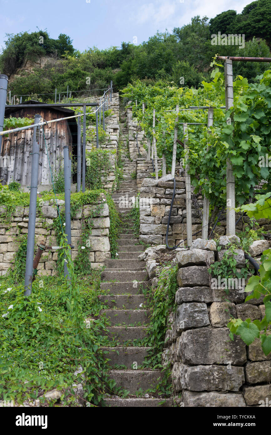Vignoble, neckartal, Ludwigsburg, poppenweiler, baden-Württemberg, Allemagne Banque D'Images
