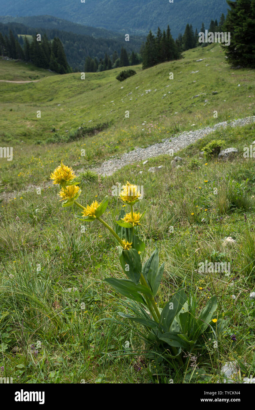 Gentiane jaune, brauneck, Alpes bavaroises, Upper Bavaria, Bavaria, germany, (Gentiana lutea) Banque D'Images