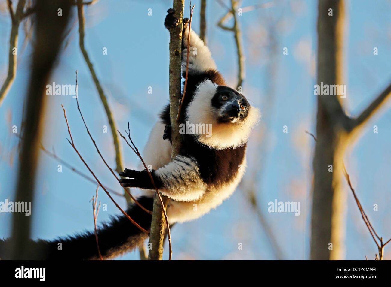 Noir et blanc de la gélinotte, lemur (Le Varecia variegata), Banque D'Images