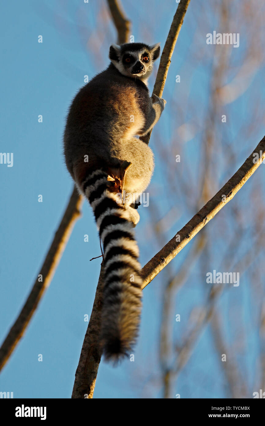 Untitled document, (Lemur catta), Banque D'Images