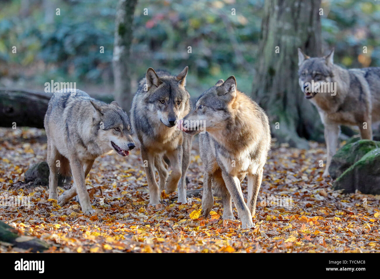 Le loup, l'européenne (Canis lupus), Banque D'Images
