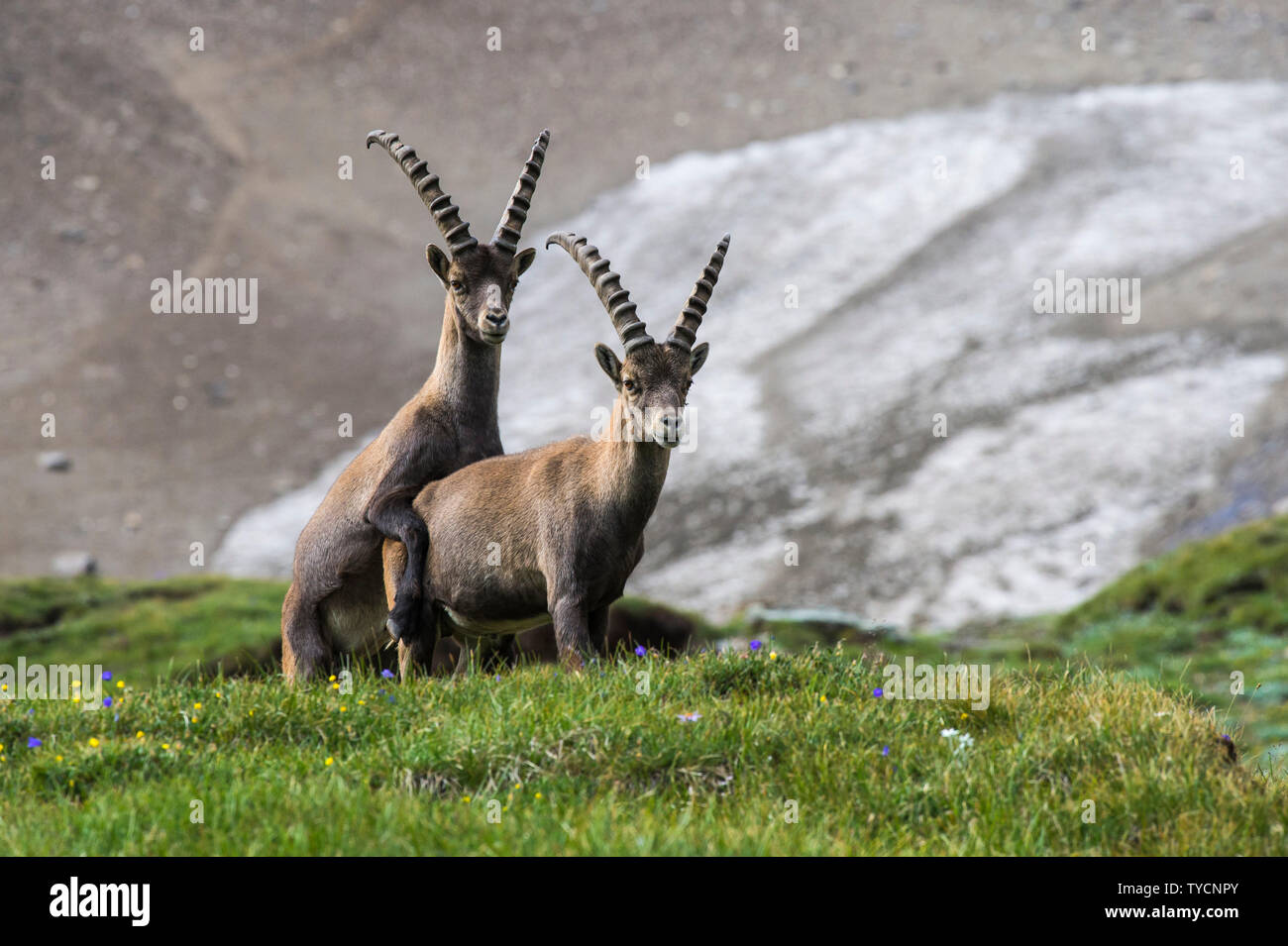 , Bouquetin des Alpes Capra ibex, parc national du Hohe Tauern, Carinthie, Autriche Banque D'Images