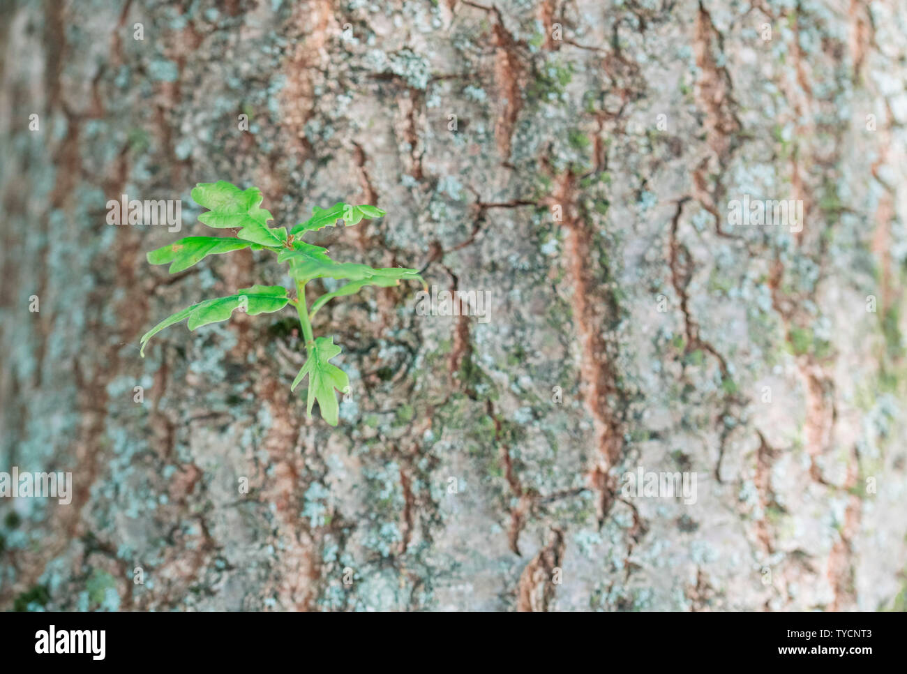 Chêne, Rhénanie du Nord-Westphalie, Allemagne, Europe, (Quercus robur) Banque D'Images
