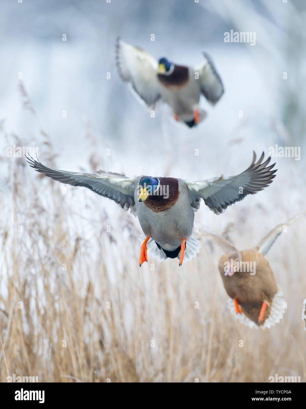 Mallard, Drake, Basse-Saxe, Allemagne, Anas platyrhynchos Banque D'Images