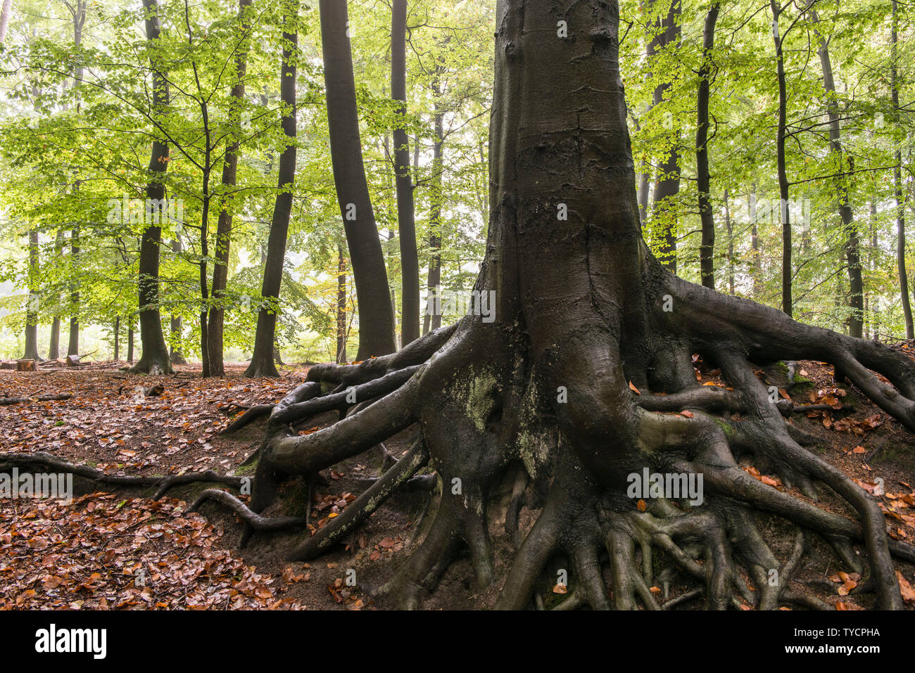 Le hêtre commun, Oldenbuger Munsterland, Basse-Saxe, Allemagne, Fagus sylvatica, Oldenburger Münsterland Banque D'Images