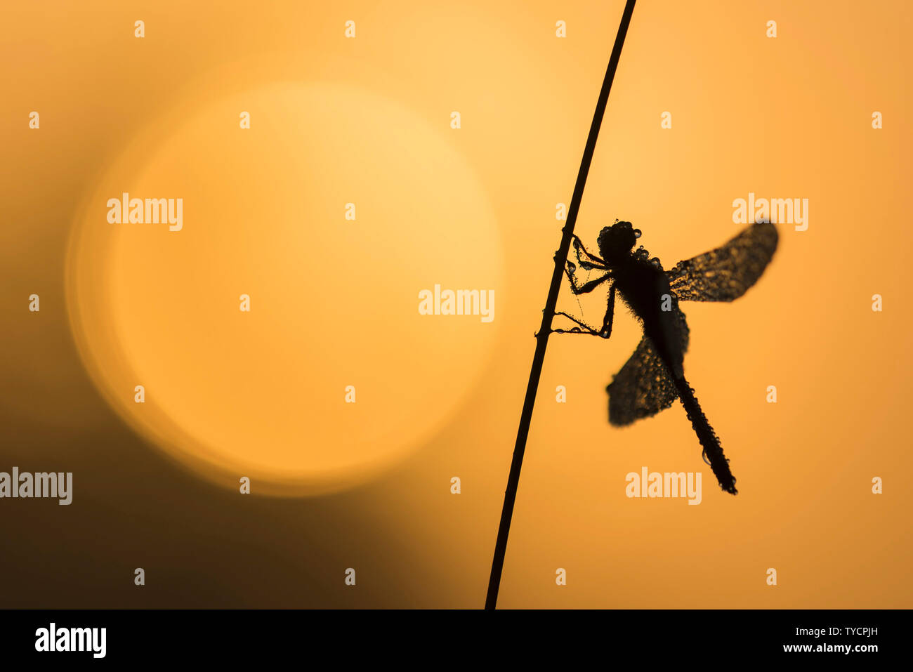 Le fouille-roche gris, Basse-Saxe, Allemagne, Sympetrum depressiusculum Banque D'Images