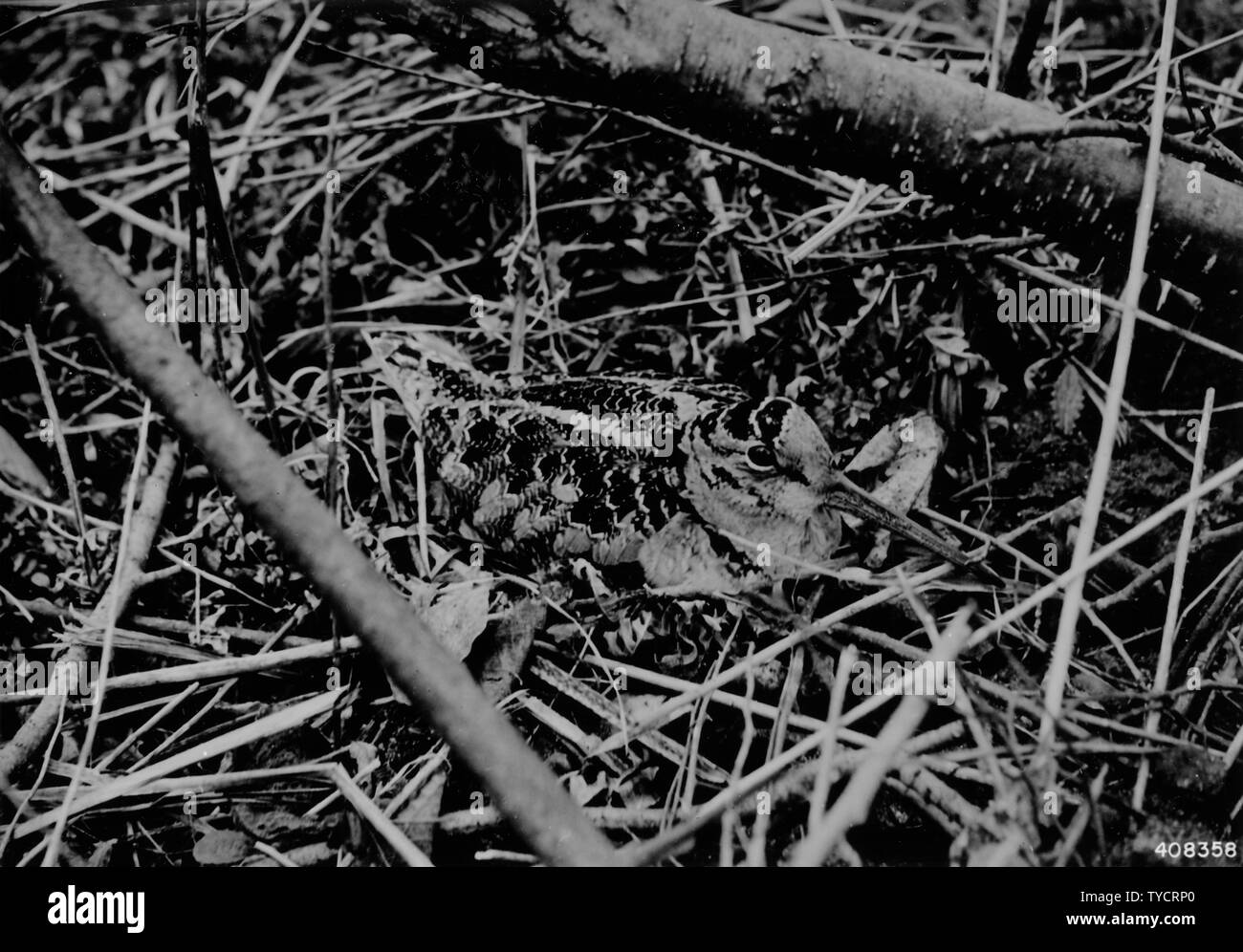 Photo de bécasse au nid ; Portée et contenu : sous-titre original : bécasse au nid - Pine River, printemps 1940. Banque D'Images