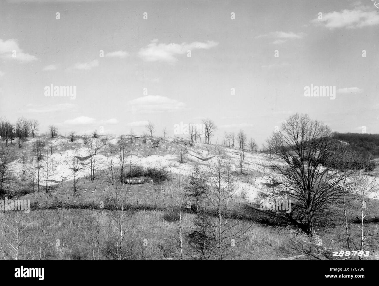 Photographie de la plantation de pin rouge le long de la route 50 ; Portée et contenu : la légende originale : plantation de pin rouge le long de la Rt. 50, sur M. Patron ferme, 5 milles à l'est de McArthur, Camp Vinton. Banque D'Images