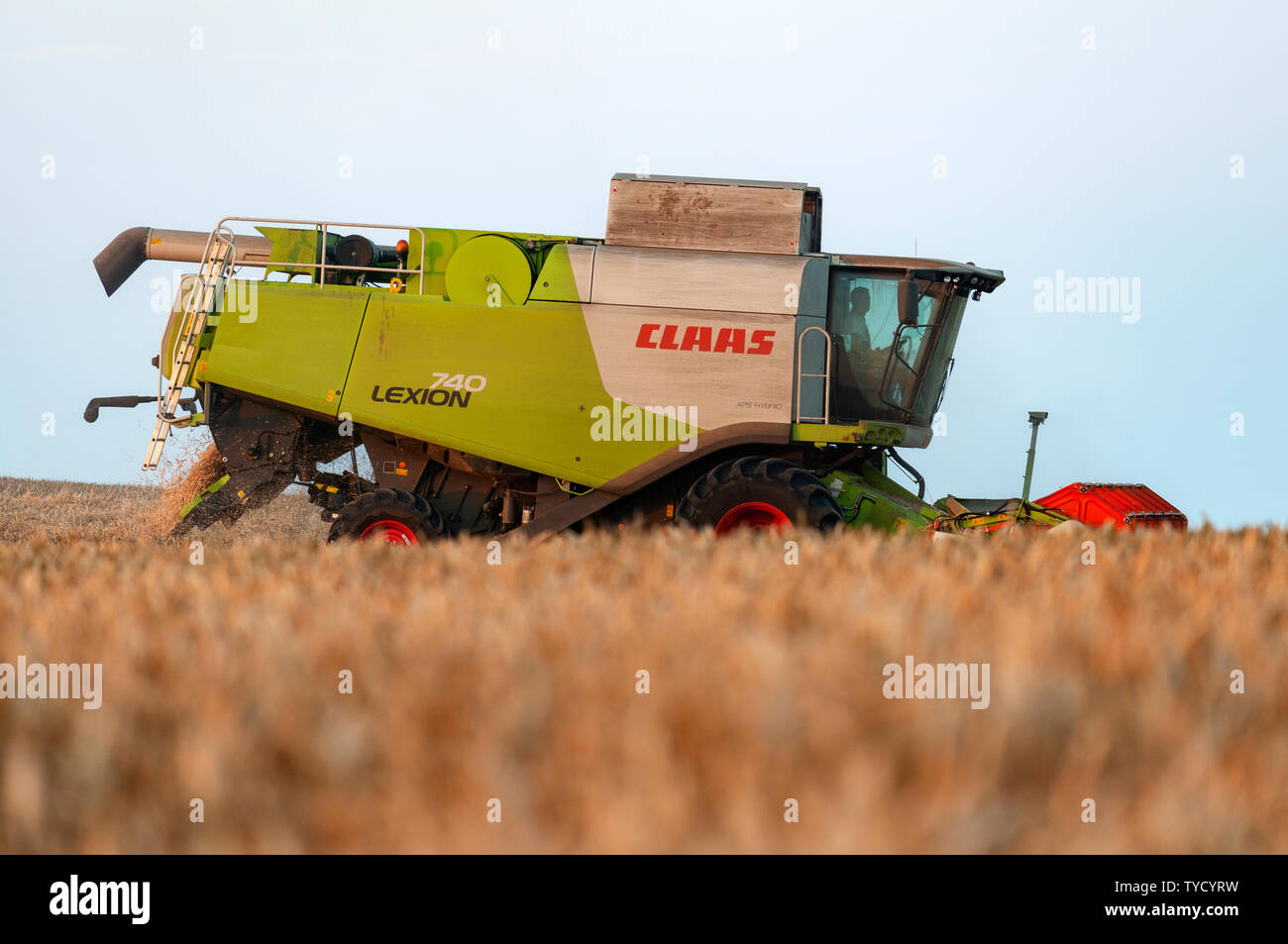 Rendmt Lexion Claas moissonneuse-batteuse, découpage d'un champ de blé, Bawdsey, Suffolk, UK, Banque D'Images
