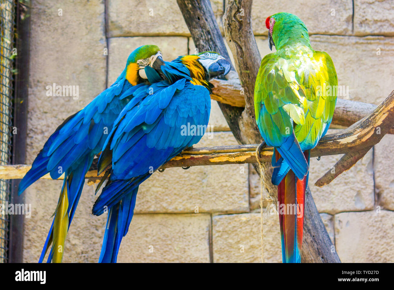 Un groupe d'aras posant sur une branche. Une verte et deux bleus. Banque D'Images