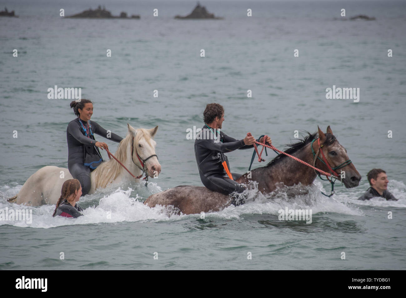 Marazion, Cornwall, UK. 26 juin 2019. Météo britannique. Couvert, mais toujours de 22 degrés C à l'heure du déjeuner, avec cette Marazion Cornwall natation chevaux et les clients s'amuser dans la mer à cheval. Simon crédit Maycock / Alamy Live News. Banque D'Images