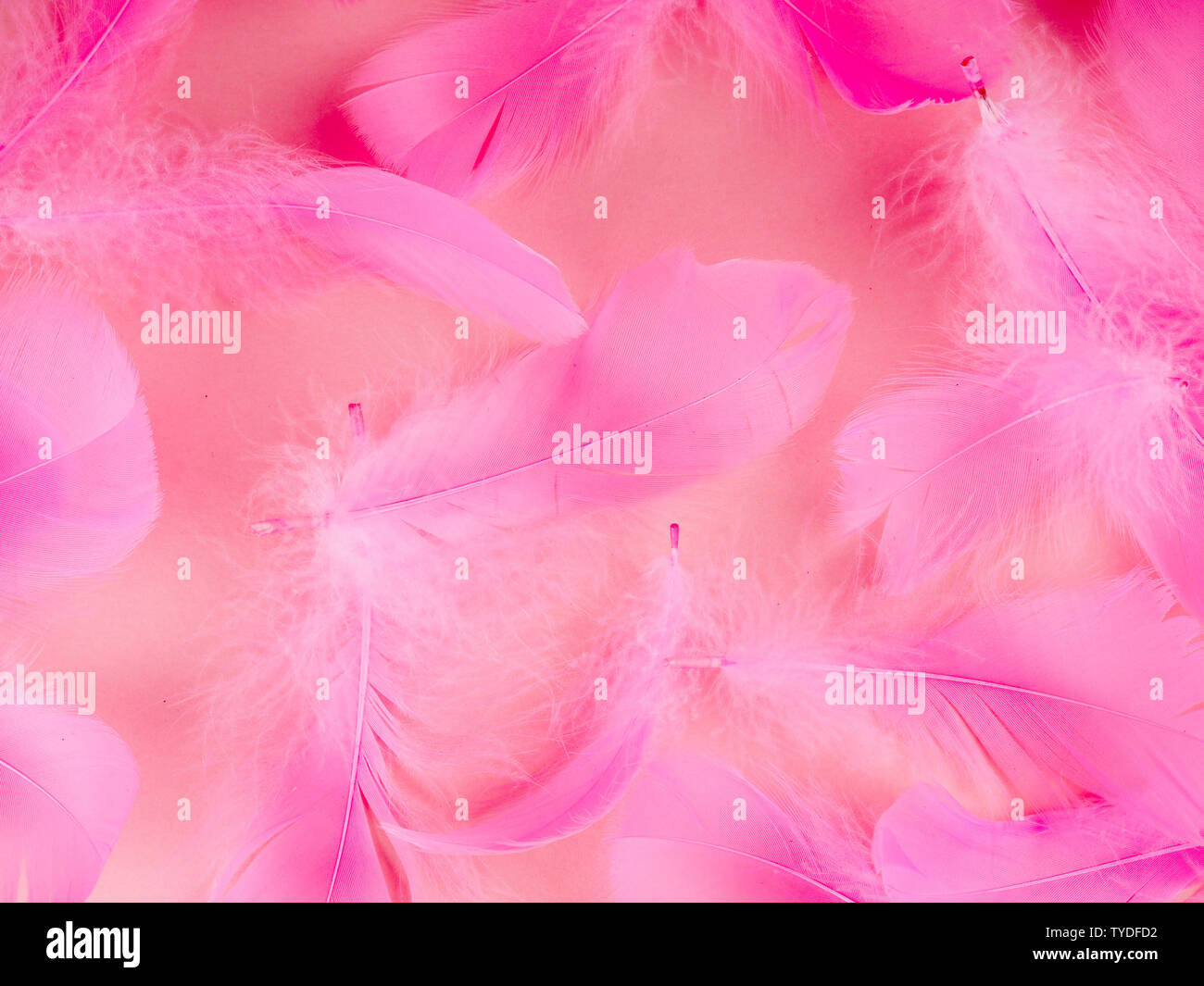 Soft focus sélectif close up plumes roses texture dans des tons pastels. Banque D'Images