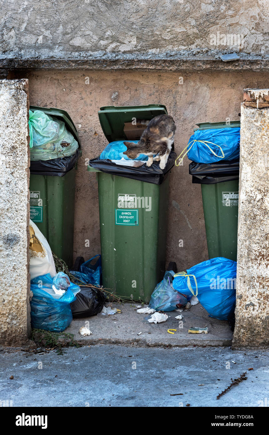 Cat d'évacuation sur un wheelie Bin. Banque D'Images