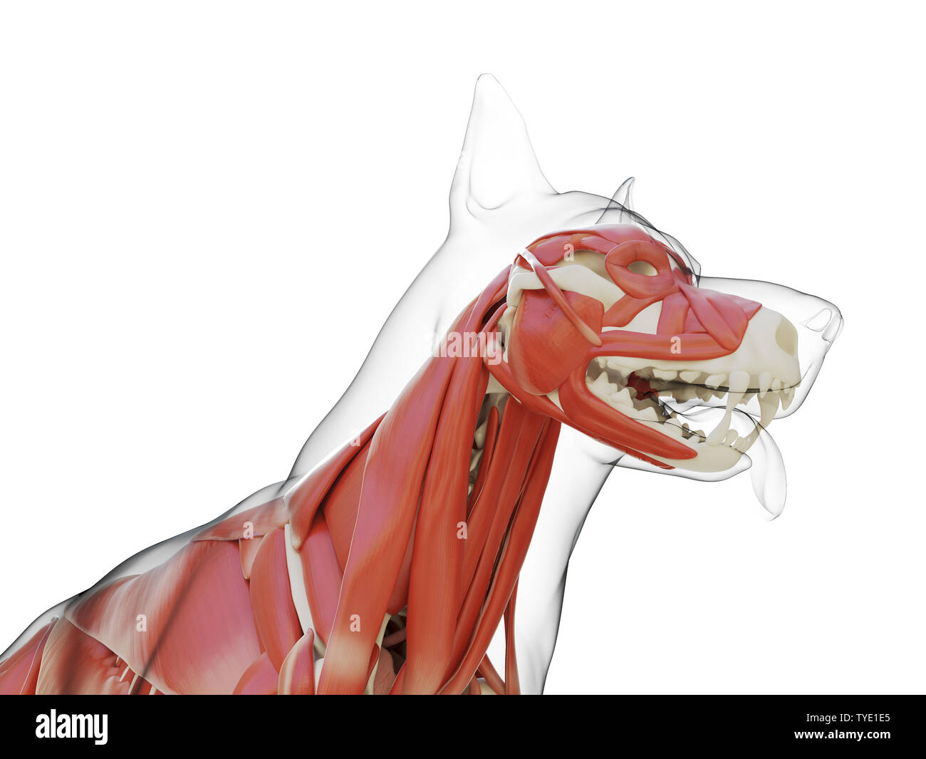 Médicalement en rendu 3d illustration de la précision du système musculaire des chiens Banque D'Images