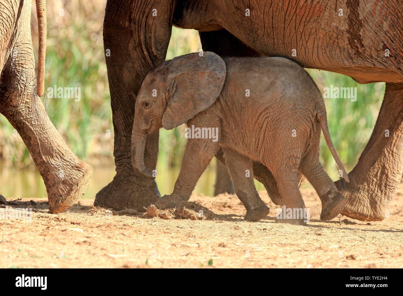 L'éléphant africain (Loxodonta africana), jeune animal marcher sous la protection de la harde d'éléphants, Addo Elephant National Park, Eastern Cape Banque D'Images