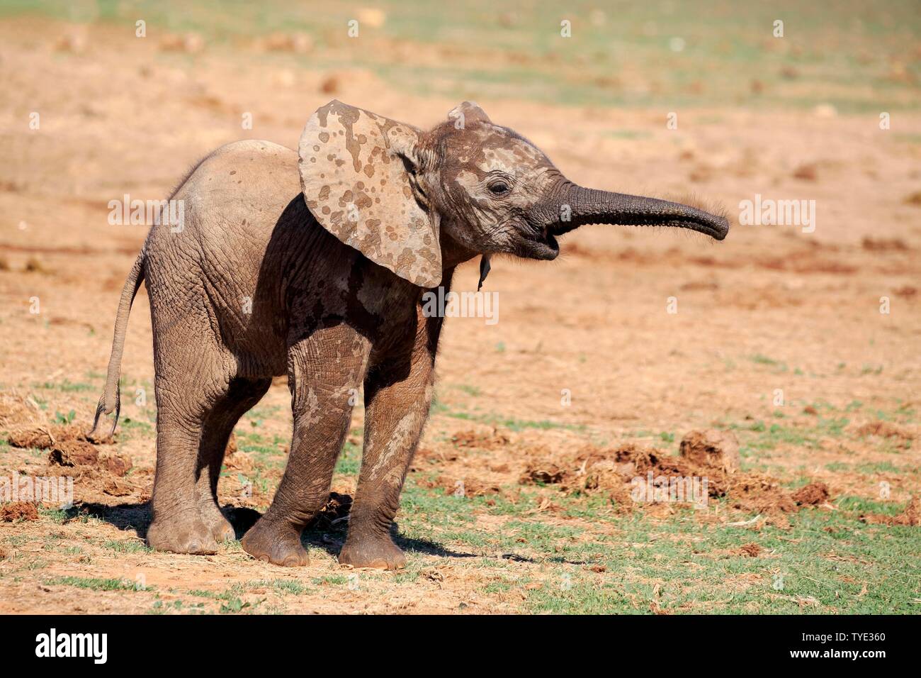 L'éléphant africain (Loxodonta africana), jeune animal, mouillez avec le tronc tendus, Addo Elephant National Park, Eastern Cape, Afrique du Sud Banque D'Images