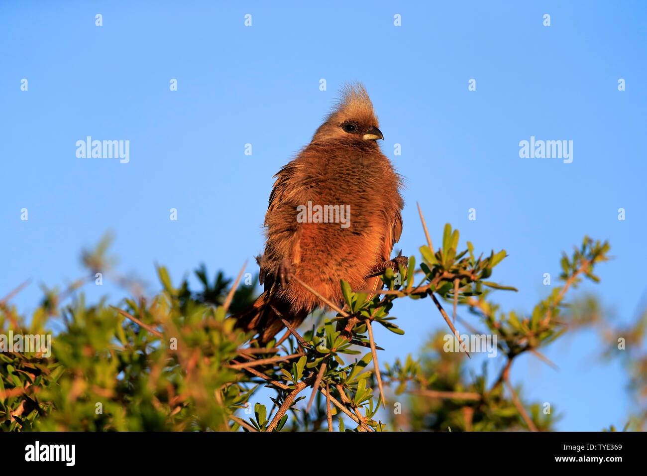 Speckled mousebird (Colius striatus), adulte, assis dans l'Acacia sur la perche, l'Addo Elephant National Park, Eastern Cape, Afrique du Sud Banque D'Images