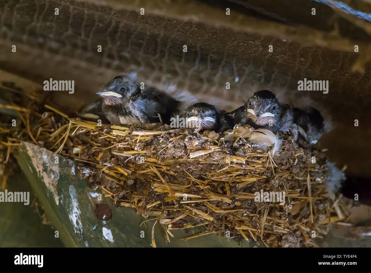 Avaler. Hirundo rustica (Hirundinidae) oisillons dans leur nid dans un ancien poulailler, Northamptonshire. UK. Banque D'Images