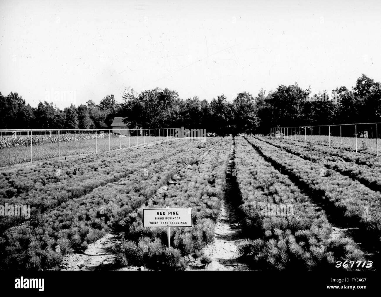 Photographie de lits de semences de pin rouge ; Portée et contenu : sous-titre original : lits de semences de 3-0 le pin rouge (Pinus resinosa) Pépinière de Chittenden. Mi bas NF. Banque D'Images