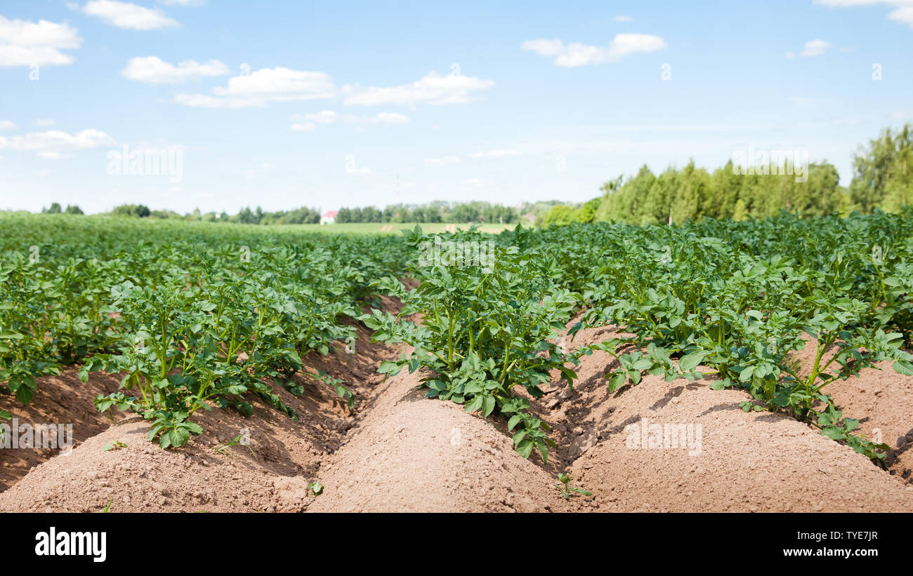 Rangées de pommes de terre sur le domaine agricole. Culture de pommes en Russie. Paysage aux champs agricoles par temps ensoleillé. Banque D'Images